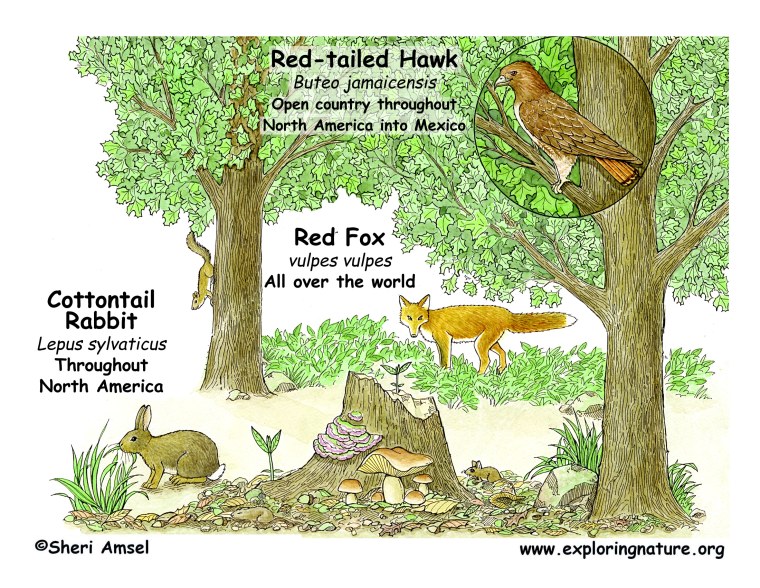 Экосистема лес для дошкольников