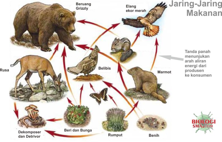 Трофическая цепь, пищевая цепь, цепь питания есть: