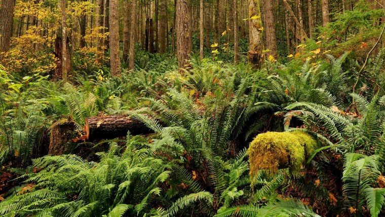 Тропический лес