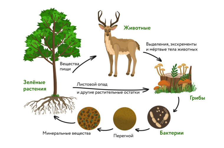 Экосистема леса для дошкольников