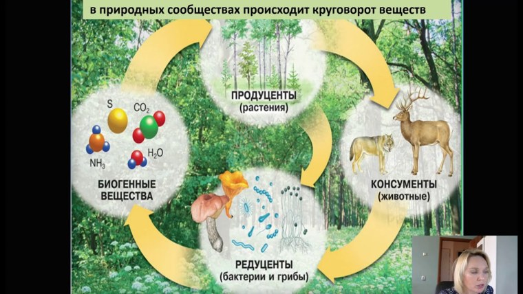 Биогеохимический круговорот цикл