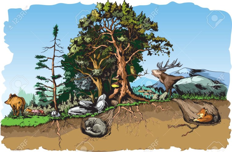 Компоненты экосистемы продуценты консументы редуценты