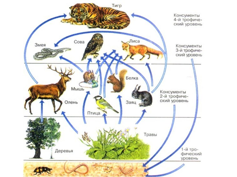 Схема трофической структуры сообщества