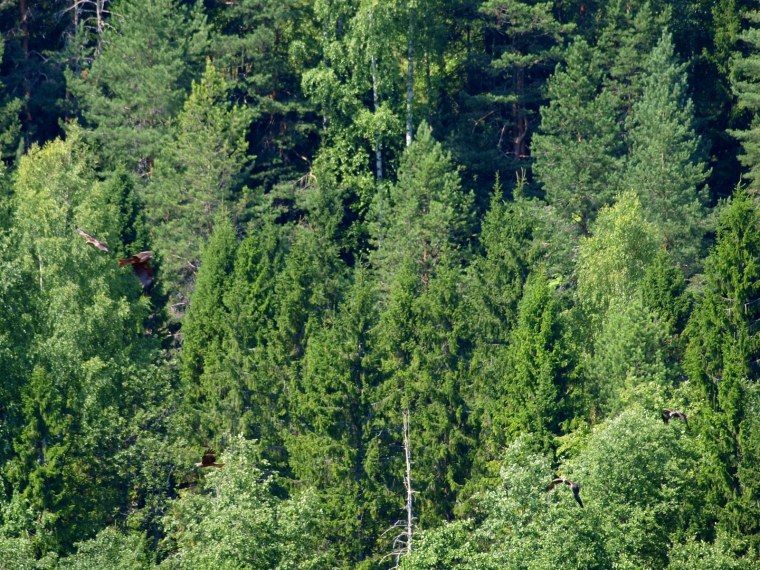 Биогеоценоз еловый лес