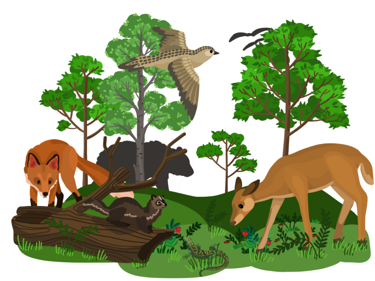 Экосистема лес