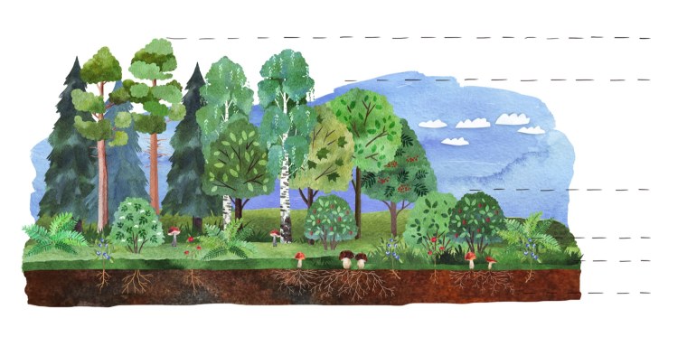 Пищевая цепочка продуценты консументы