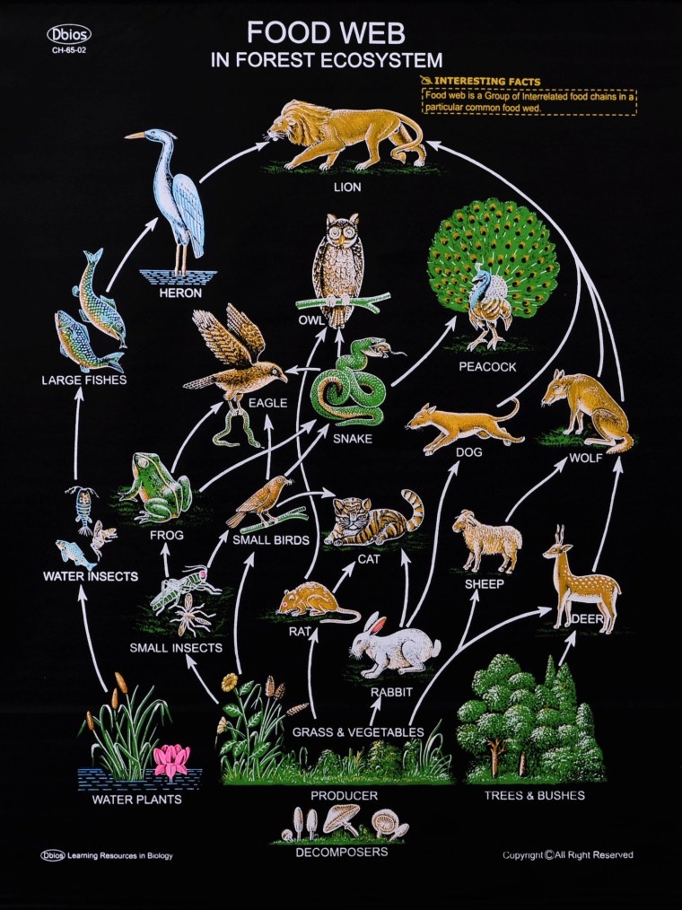 Трофические цепи, экологические пирамиды.