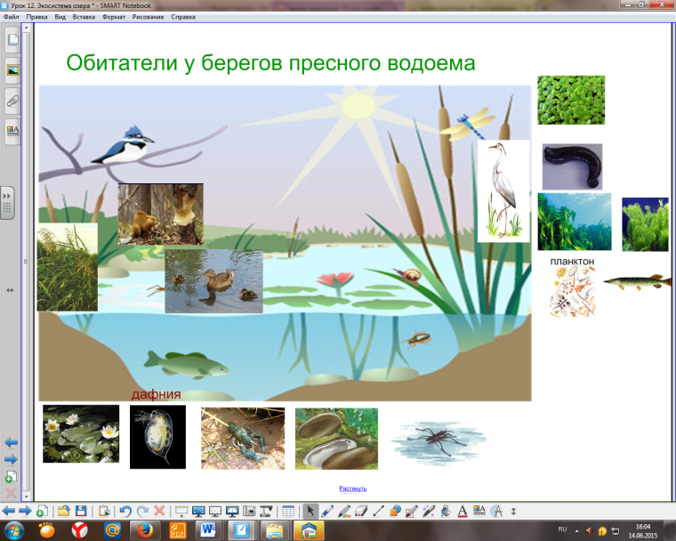 Схема пищевой сети