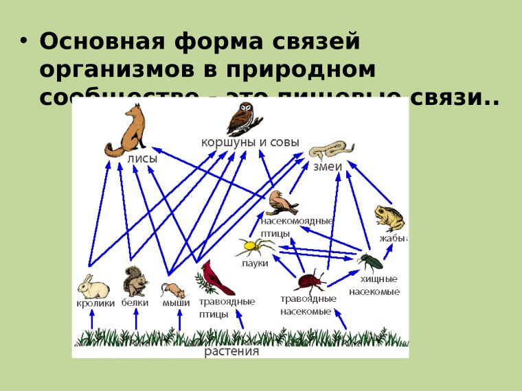 Этажи леса ярусность в лесу