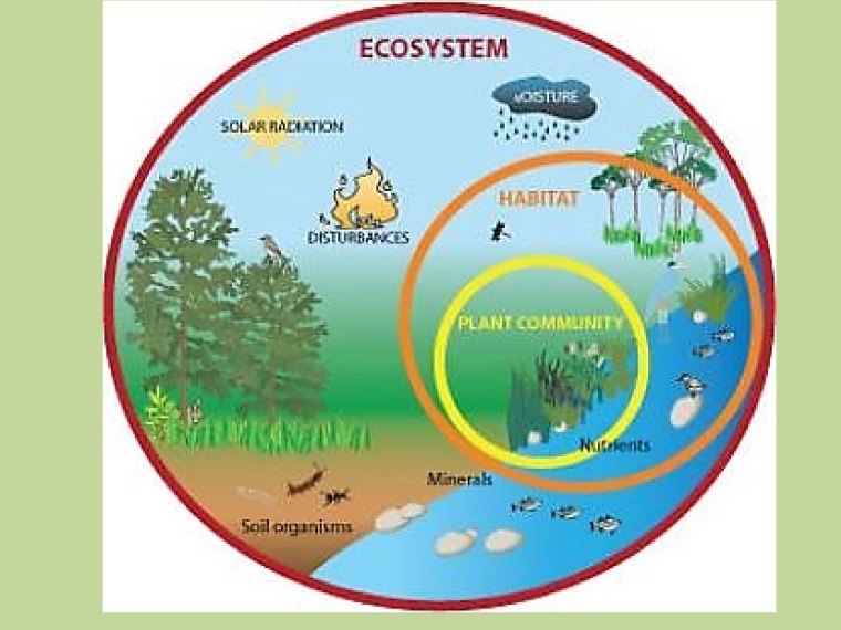 Ярусность лесного фитоценоза