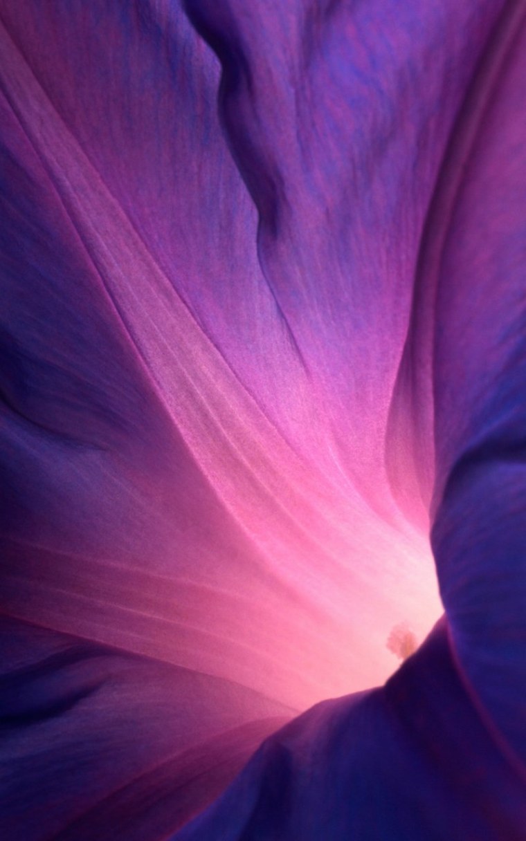 Фиолетовые обои на телефон