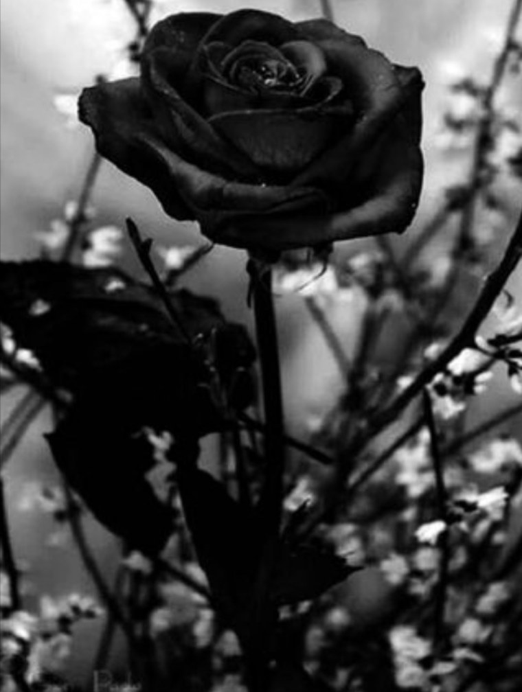 Черные розы Эстетика