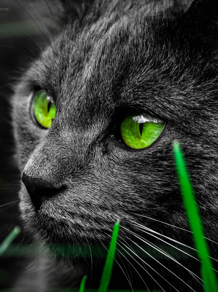 Кошачий глаз зеленый