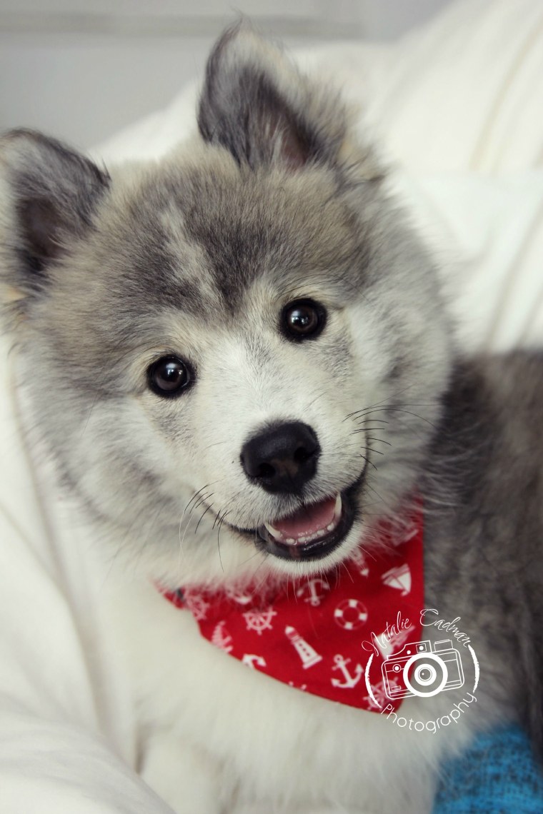 Щенки хаски зимой