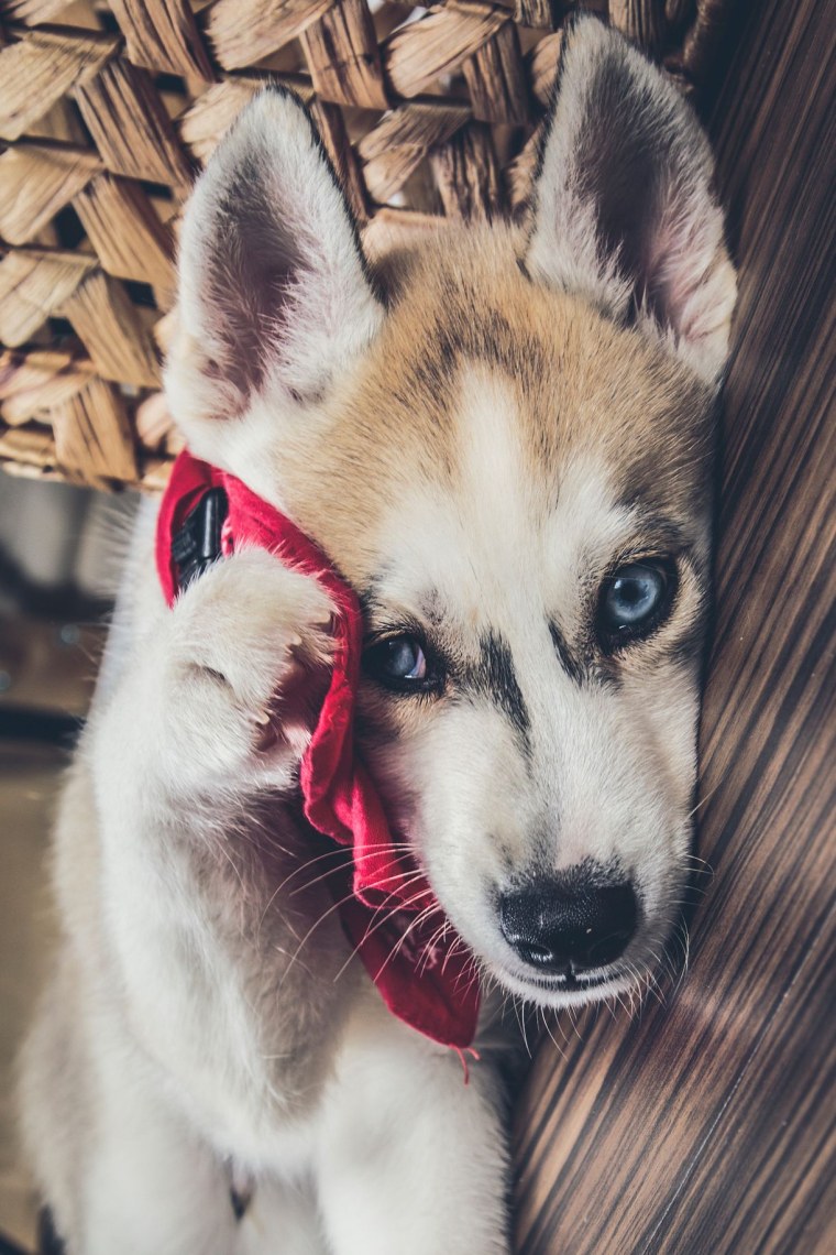 Собачка АВ АВ