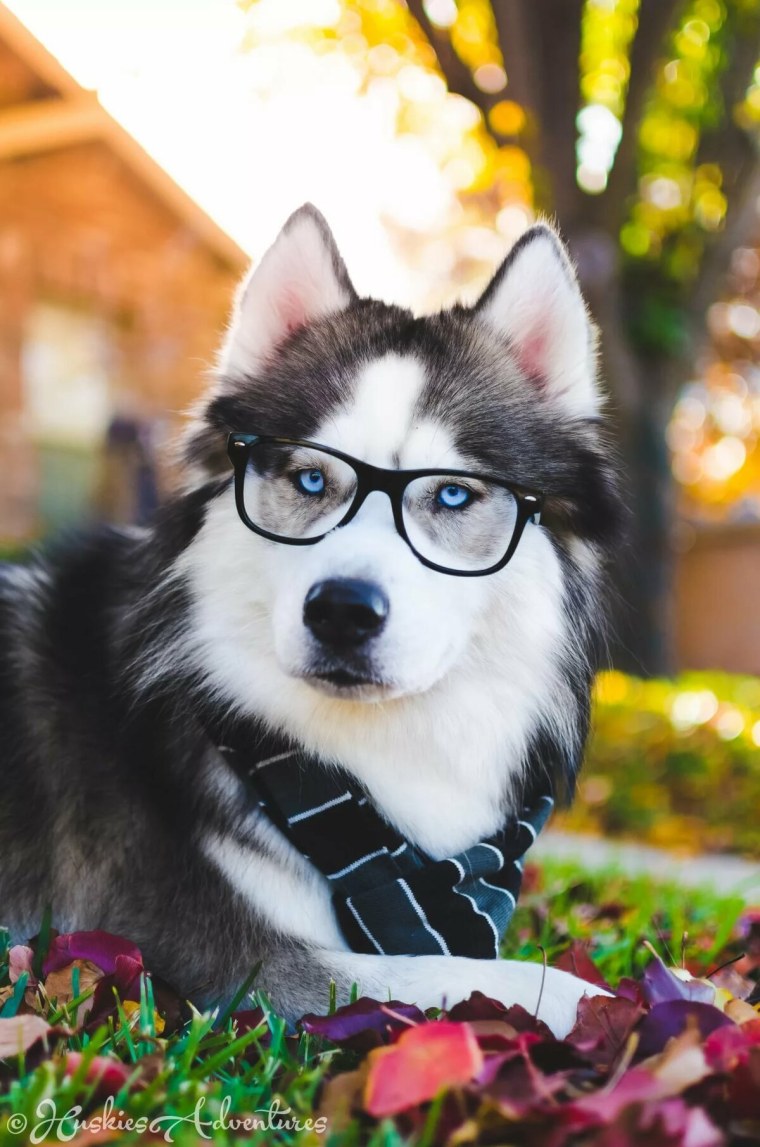 Хаски и Алина