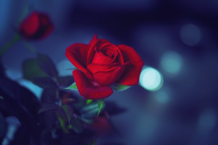 Роза голубая