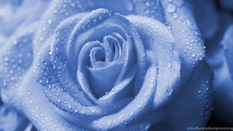 Цветы розы синие