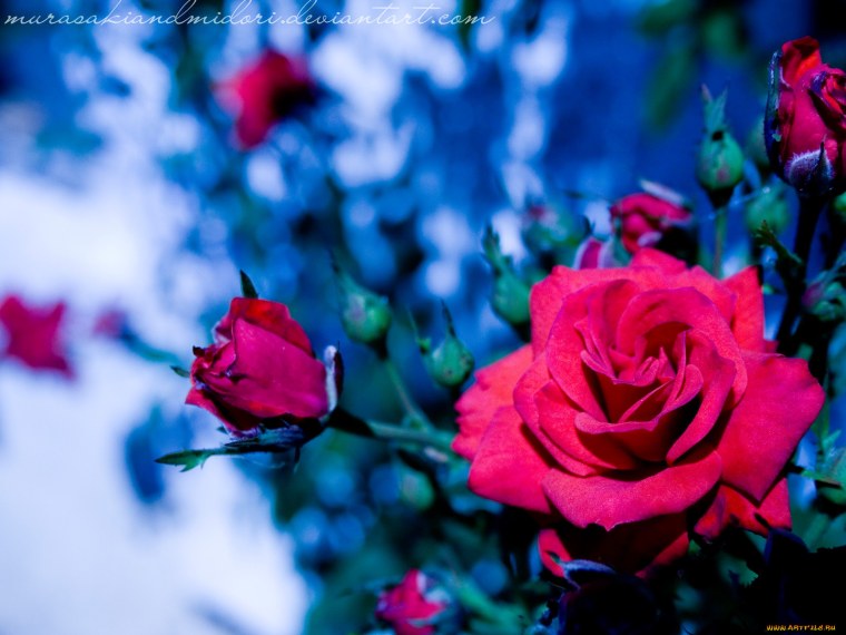 Роза голубая