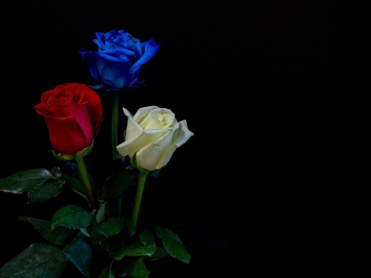 Розы на фоне неба