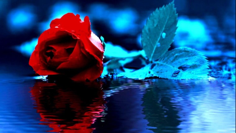 Букет красных роз