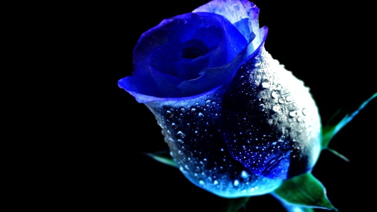 Бирюзовые цветы