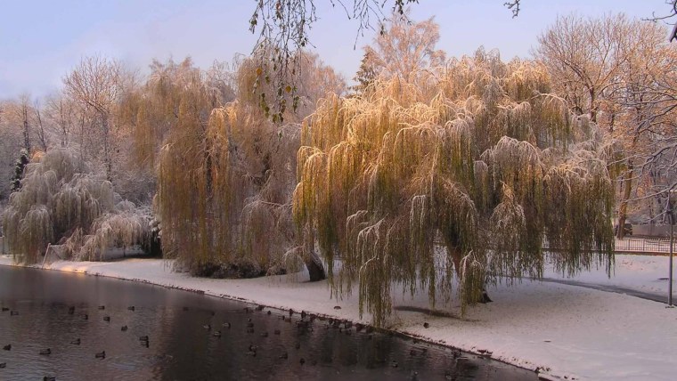 Первый снег в саду