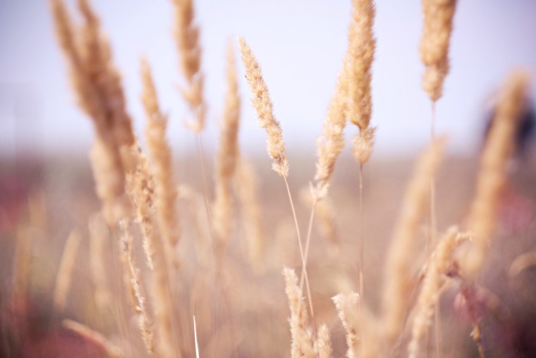 Пшеница Эстетика