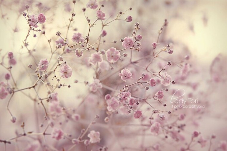 Обои Эстетика бежевый