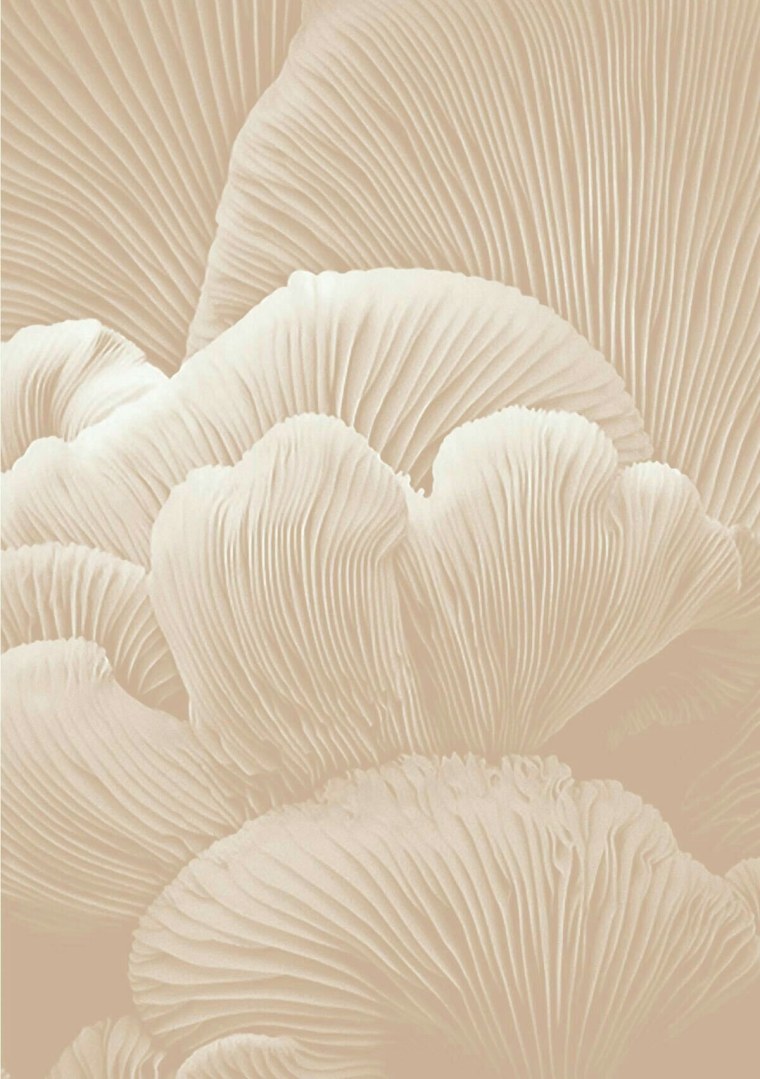 Текстурная Ракушка