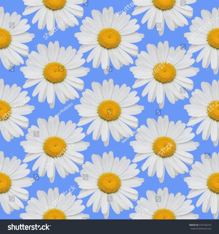 Художник ромашки Сергиенко