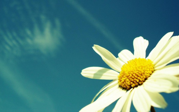 Ромашки на голубом небе