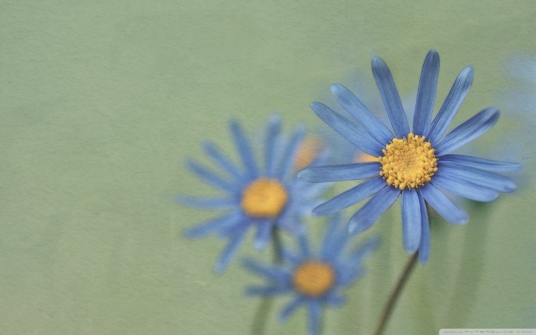 Фон ромашки