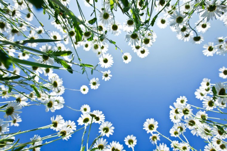 Ромашки на фоне неба