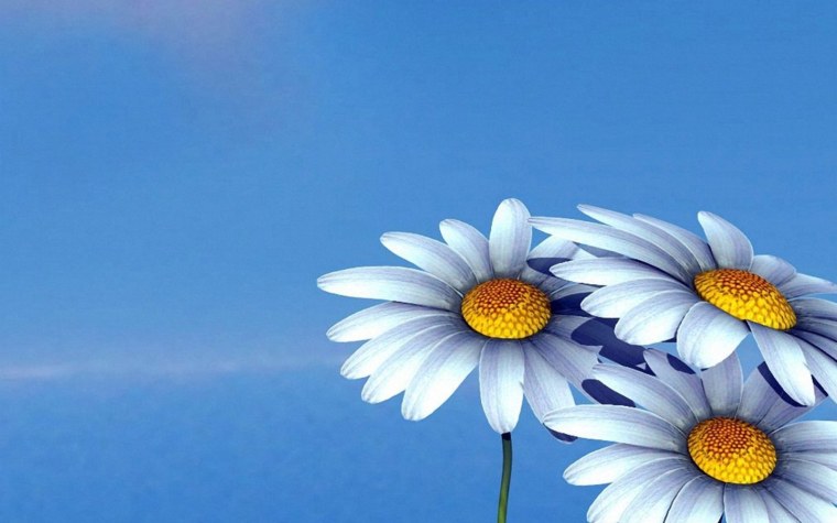 Фон ромашки