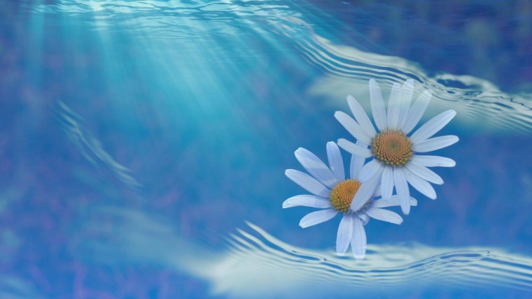 Ромашки на фоне голубого неба