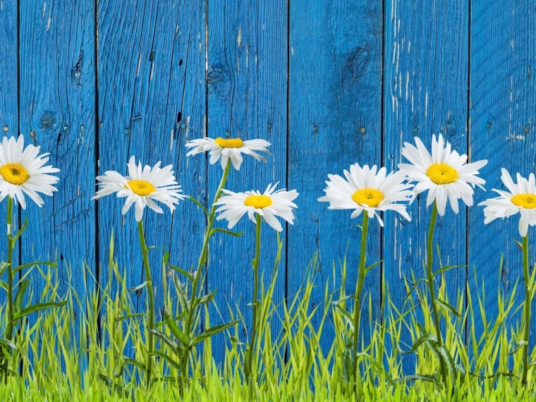 Ромашки на голубом фоне