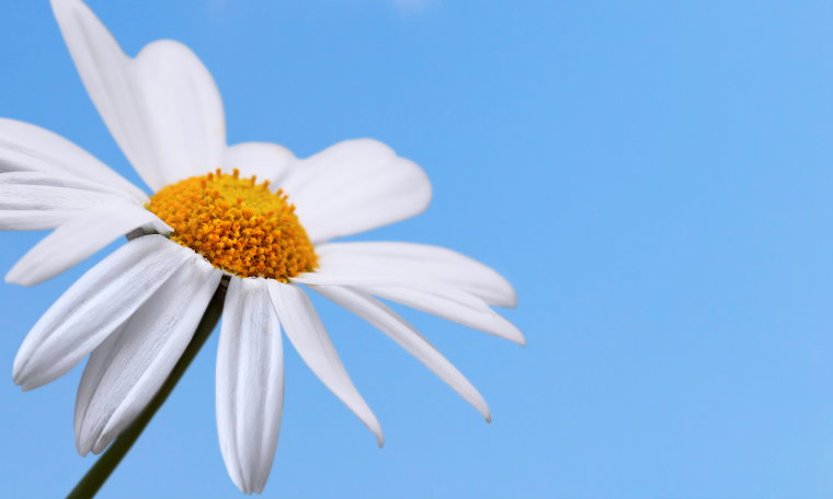 Поляна цветов для детей