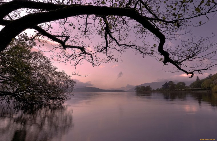 Розовые цветы