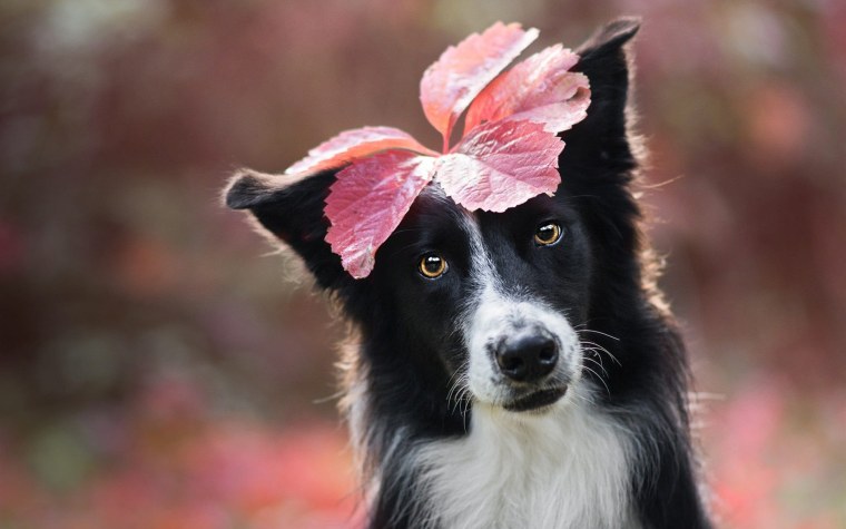 Бордер колли черный