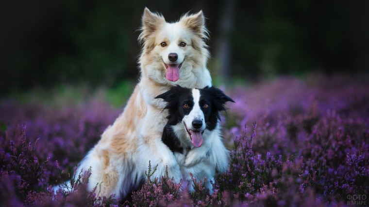 Лавандовая бордер колли