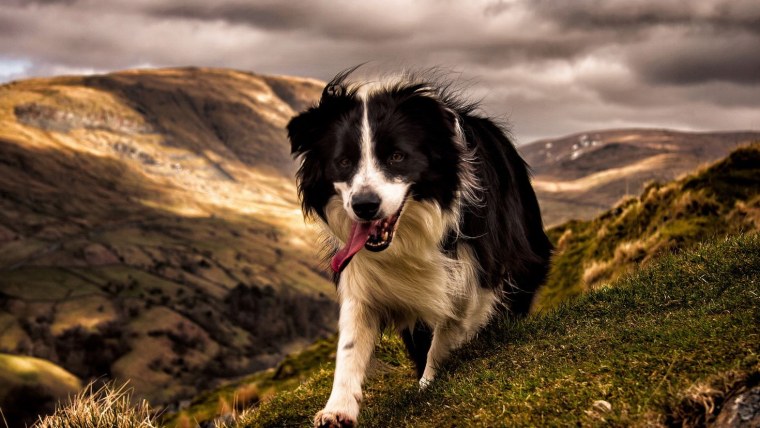 Кокер колли