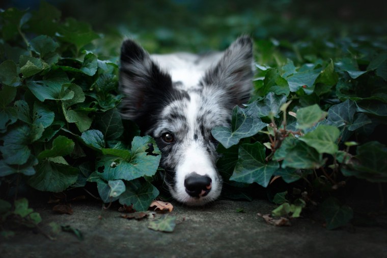 Бордер колли чб