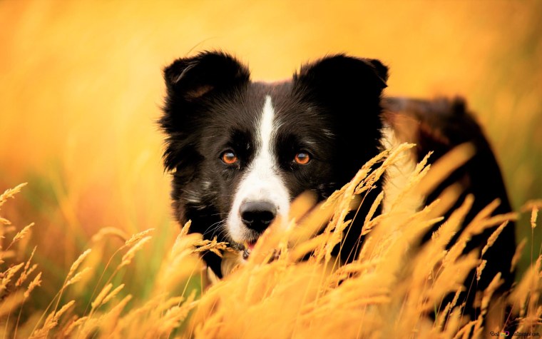 Бордер колли оранжевый