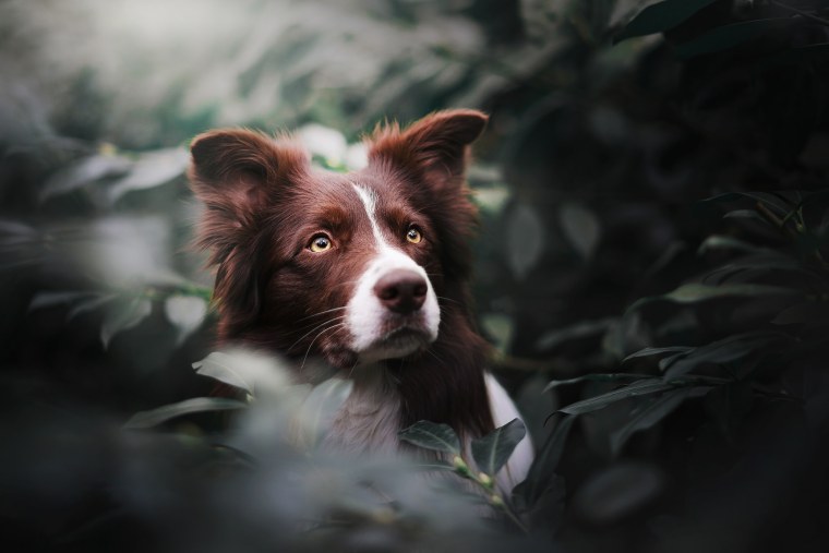 Бордер колли щенки