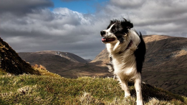 Бордер колли в горах