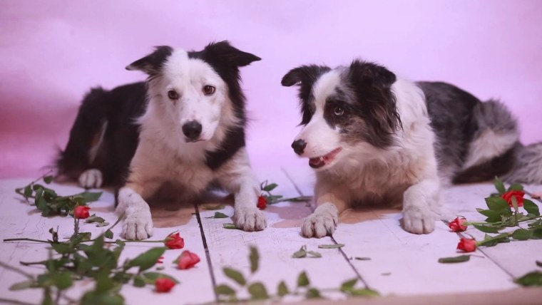 Бордер колли Сорин