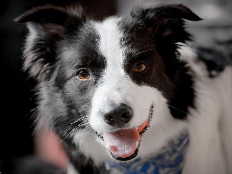 Бордер колли злой