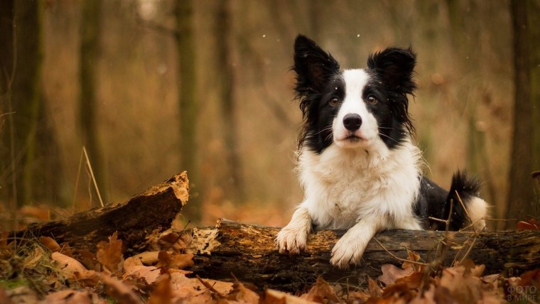 Бордер колли белый