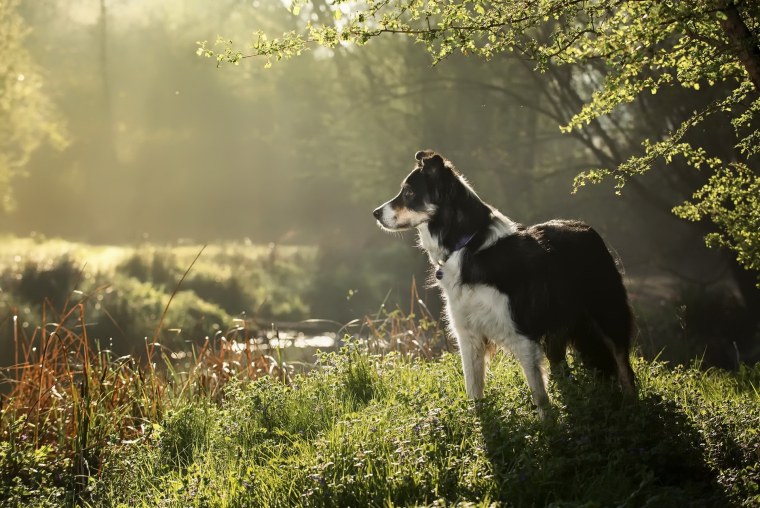 Рабочий бордер колли